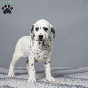 Logan, Dalmatian Puppy